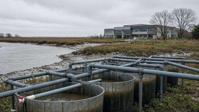 Oyster hatchery tanks along the Choptank on a gray morning