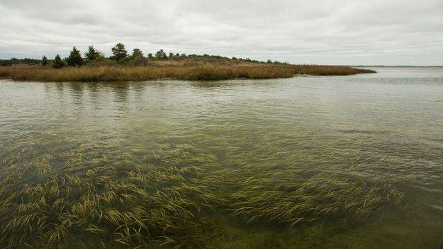 Underwater grass beds in shallow Chesapeake Bay water along Maryland’s Eastern Shore