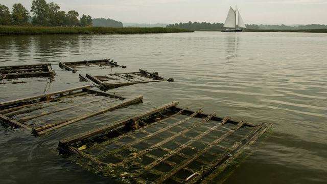 Harris Creek oyster sanctuary waters in Talbot County